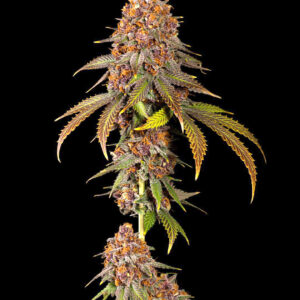 Mr E Pupil (Mr. E x Star Pupil) 7 Feminized Seeds