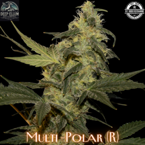 Multi-Polar F1 (Northern Lights #1 x M48 F4) 10 Regular Seeds