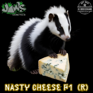 Nasty Cheese F1 (Jah Hoover Cheese x American Skunk Selection) 12 Regular Seeds