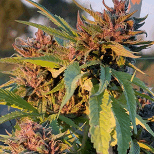 Pink Animal Crackers S1 6 Feminized Seeds