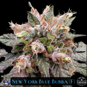 New York Blue Bubba F1 (New York Blueberry Sativa x Pre98 Bubba Kush) 6 Feminized Seeds