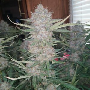 Nite Blood F3 Auto 5 Feminized Autoflower Seeds