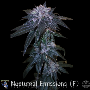 Nocturnal Emissions (F1 Durban x Pre98 Bubba Kush) 6 Feminized Seeds