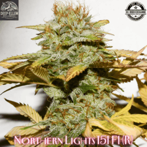 Northern Lights 151 F1 ([1988 NL#1 x 1989 NL#5] x 1988 NL#1) 10 Regular Seeds