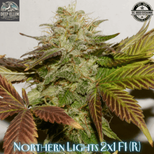 Northern Lights 2x1 F1 (1988 Northern Lights #2 x 1988 Northern Lights #1) 10 Regular Seeds