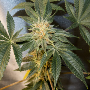 Northern Lights 5x1 F1 (1989 NL#5 x 1988 NL#1) 10 Regular Seeds