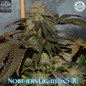 Northern Lights 5x5 (1989 NL#5 x A Special Selection Seeds 1989 NL#5) 10 LIMITED EDITION Regular Seeds