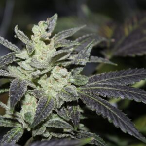 Northern Sensemilla F1 11 Regular Seeds