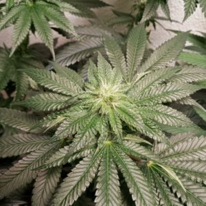 Oklahoma Rocket Fuel IBL 12 Regular Seeds
