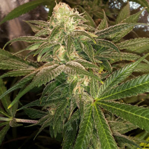 Oaxacan Blueberry F1 (1997 Blue Oaxacan x 1999 Sugarmatha Blueberry) 12 Regular Seeds