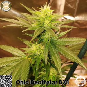 Ohio Deathstar BX1 10 Regular Seeds