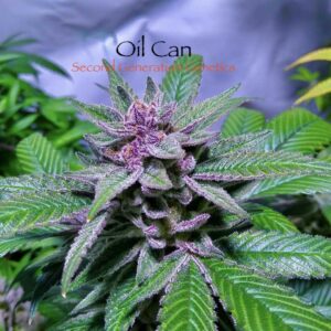 Oil Can F1 (Goji Raz x F13 #5) 13 Regular Seeds