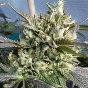 Old Stinker F1 (Ohio Deathstar x Pestilence) 7 Feminized Seeds