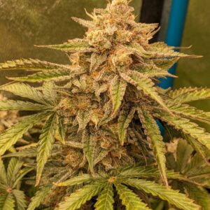 Osage #3 10 Regular Autoflower Seeds