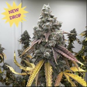 Pineapple Whip S1 6 Feminized Seeds
