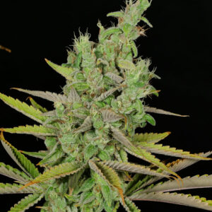 Chick Magnet F1 (PuTang x Swabi Pakistani) 7 Feminized Seeds