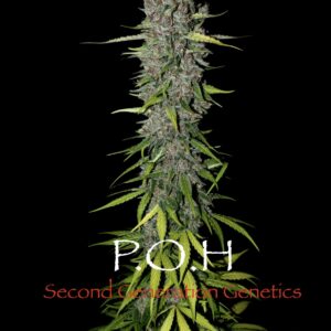 P.O.H. (Purple Unicorn x F13 #5) 13 Regular Seeds
