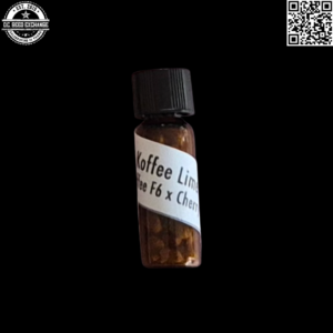 Pacific Northwest Roots Koffee Limedog F1 (Koffee F6 x Cherry Limedog F5) 10 Regular Seeds