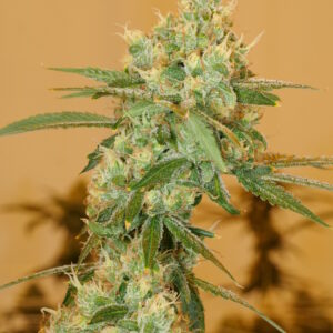 Pak Man (Praying Mantis x Swabi Pakistani) 7 Feminized Seeds