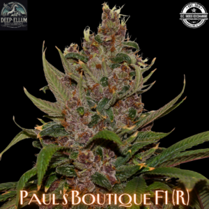 Paul's Boutique F1 (Deep Ellum Blues F4Bx2 x [Vintage Alaskan Blueberry x Raspberry Smash]) 5 Regular Limited Edition Seeds