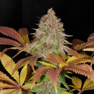 Peaceful Child F1 ([Tenzin Kush 4 x Ancient OG] x Indigo Child Bx1) 13 Regular Seeds
