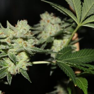 Peachez N Chem F1 10 Feminized Seeds