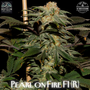 Pearl on Fire F1 (1992 Silver Pearl x Face on Fire) 10 Regular Seeds