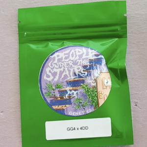 People Under the Stairs GG4 x 4DD 12 Regular Seeds