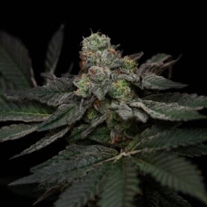 Permanent Applez (Fried Applez #2 x Permanent Marker) 10 Regular Seeds