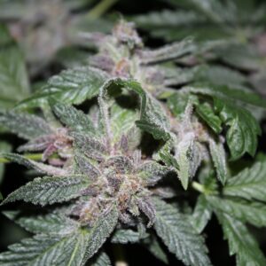 Perry's Peach F1 11 Regular Seeds