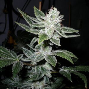 Pestilence S1 7 Feminized Seeds