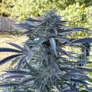 PicAxe F1 (HammaHamma F2 x Coal Miner's Daughter F5) 20 Regular Seeds