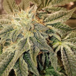 Pie in the Sky F1 (Boston Crème Pie Sky x Legend OG Crinkle cut/Lemon Larry) 10 Regular Seeds
