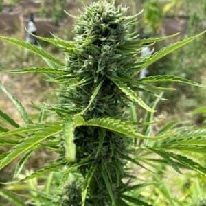 Pina Colada Auto (Tropical Auto x Sour Bubbly) 5 Feminized Autoflower Seeds