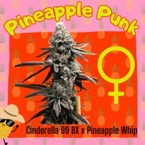 Pineapple Punk F1 (Cinderella 99 BX x Pineapple Whip) 3 Feminized Seeds