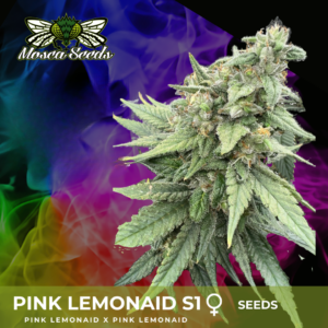 Pink LemonAid S1 6 Feminized Seeds