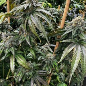 Planet Hulk S1 3 Feminized Seeds