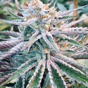 Platinum PuTang Punch 7 Feminized Seeds