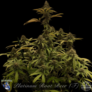 Platinum Root Beer F1 (Moses x Platinum Kush) 6 Feminized Seeds