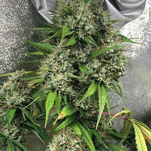 Pleasure Dome (Bandaid Haze #7 x Original OG) 6 Feminized Seeds