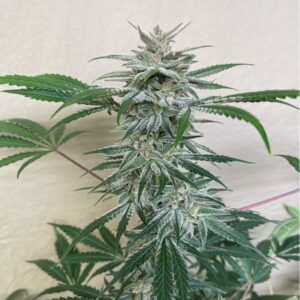Pluto’s Bride F1 Auto (Coal Miner's Daughter x Dark Planet) 3 Feminized Autoflower Seeds