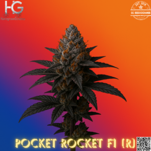 Pocket Rocket F1 (Super Fried Applez × Pop Rocketz) 10 Regular Seeds
