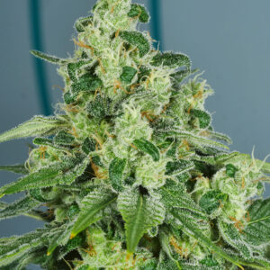 Pop Art (Platinum Punch x Deadly Sativa) 13 Regular Seeds