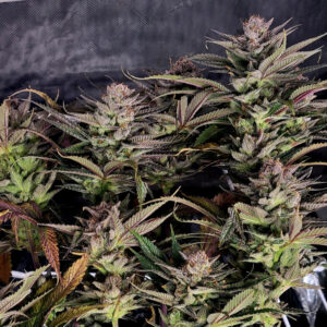 Priapism F1 ([Green Crack x Blue Dream] x Platinum Kush) 6 Feminized Seeds