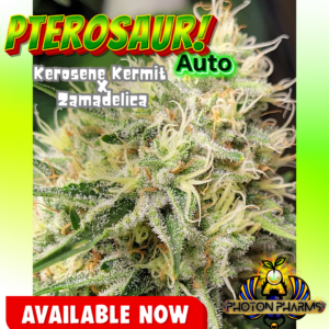 Pterosaur Auto 5 Feminized Autoflower Seeds