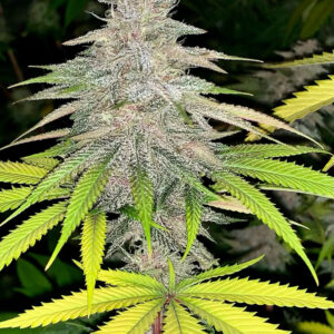 Pulani F1 (Putang x Alani Skunk) 6 Feminized Seeds