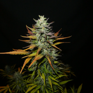 Punch Drunk Auto F4 (Bum Wine x Serial Crusher Theory) 3 Feminized Autoflower Seeds