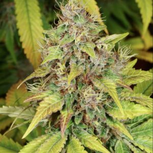 Pupilstan (Star Pupil x Swabi Pakistani) 7 Feminized Seeds