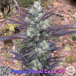 Purple Diesel Cake (Purple Sunset x Lilac Diesel X Leftover Cake) 5 Feminized Seeds