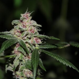 Purple Nepali F1 10 Feminized Seeds
